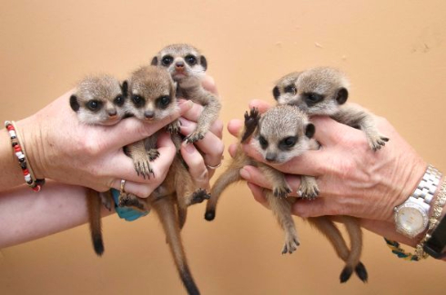 ミーアキャット 赤ちゃん オーストラリア 6匹 最大 いっぱい