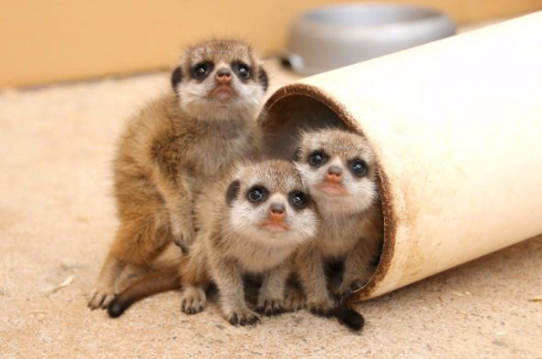 ミーアキャット 赤ちゃん オーストラリア 6匹 最大 いっぱい