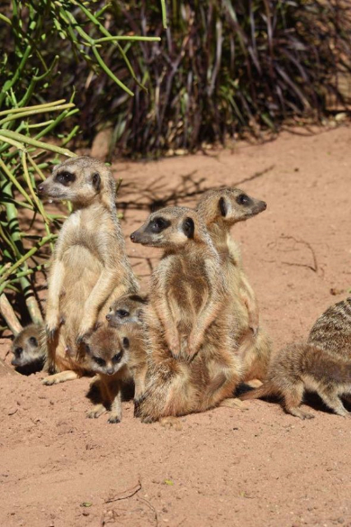 ミーアキャット 赤ちゃん オーストラリア 6匹 最大 いっぱい