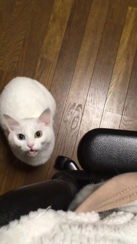 マロちゃんの肩ポン