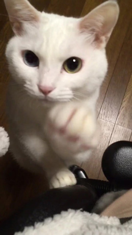 マロちゃんの肩ポン