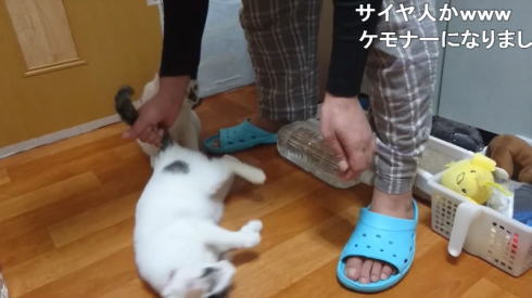 猫の弱点