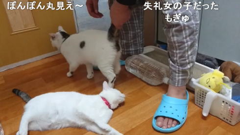 猫の弱点
