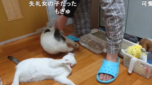 猫の弱点