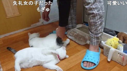 猫の弱点