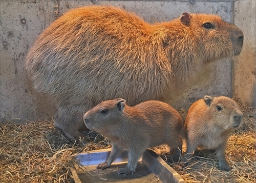 伊豆シャボテン動物公園・カピバラ