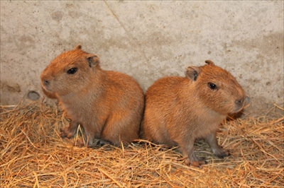 伊豆シャボテン動物公園・カピバラ