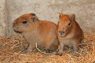 伊豆シャボテン動物公園・カピバラ