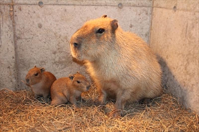 伊豆シャボテン動物公園・カピバラ