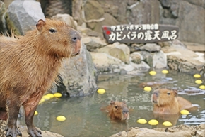 伊豆シャボテン動物公園・カピバラ