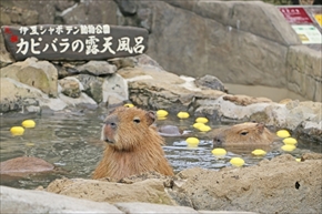 伊豆シャボテン動物公園・カピバラ