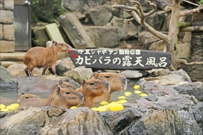 伊豆シャボテン動物公園・カピバラ