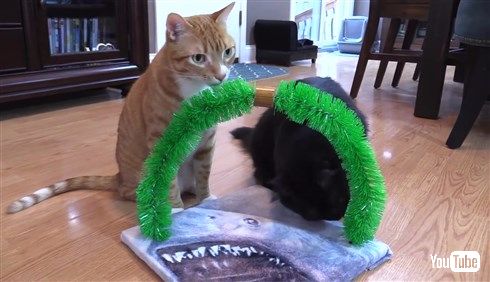 猫さま用「ご主人の膝枕クッション」や「いらいらタッパー」を作っちゃう