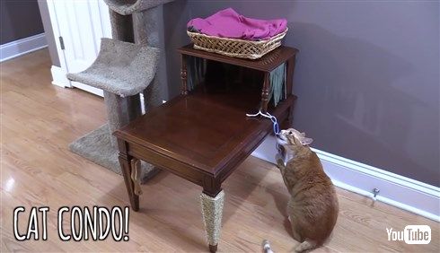 猫さま用「ご主人の膝枕クッション」や「いらいらタッパー」を作っちゃう