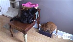猫さま用「ご主人の膝枕クッション」や「いらいらタッパー」を作っちゃう