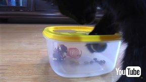 猫さま用「ご主人の膝枕クッション」や「いらいらタッパー」を作っちゃう