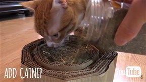 猫さま用「ご主人の膝枕クッション」や「いらいらタッパー」を作っちゃう