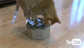 猫さま用「ご主人の膝枕クッション」や「いらいらタッパー」を作っちゃう