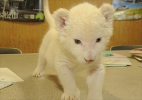 東北サファリ・ホワイトライオンの赤ちゃん