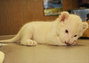 東北サファリ・ホワイトライオンの赤ちゃん
