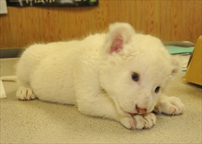 東北サファリ・ホワイトライオンの赤ちゃん
