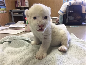 東北サファリ・ホワイトライオンの赤ちゃん
