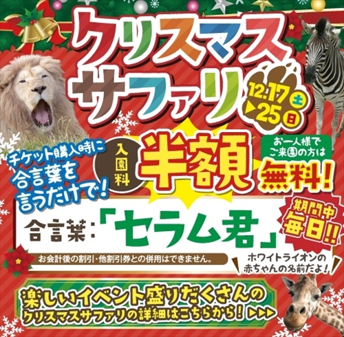 東北サファリ・ホワイトライオンの赤ちゃん