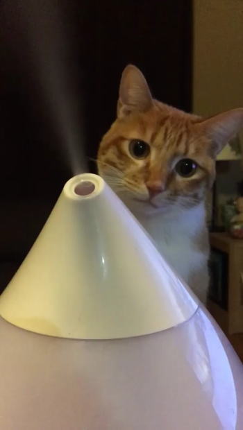 加湿器ねこ