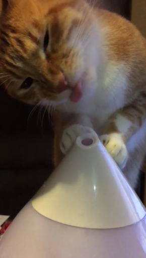 加湿器ねこ