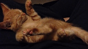 茶トラ子猫ひろし