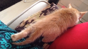 茶トラ子猫ひろし