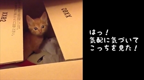 茶トラ子猫ひろし