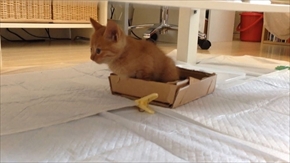 茶トラ子猫ひろし