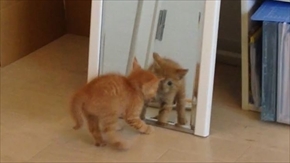 茶トラ子猫ひろし