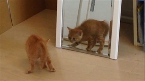 茶トラ子猫ひろし