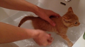 茶トラ子猫ひろし