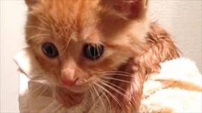 茶トラ子猫ひろし