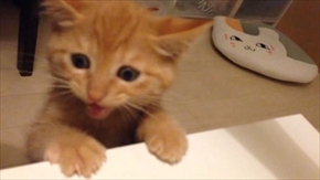 茶トラ子猫ひろし