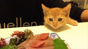 茶トラ子猫ひろし