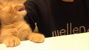 茶トラ子猫ひろし