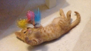 茶トラ子猫ひろし