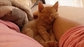 茶トラ子猫ひろし