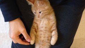 茶トラ子猫ひろし