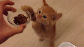 茶トラ子猫ひろし