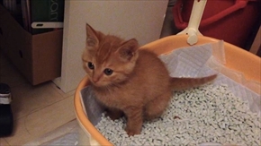 茶トラ子猫ひろし