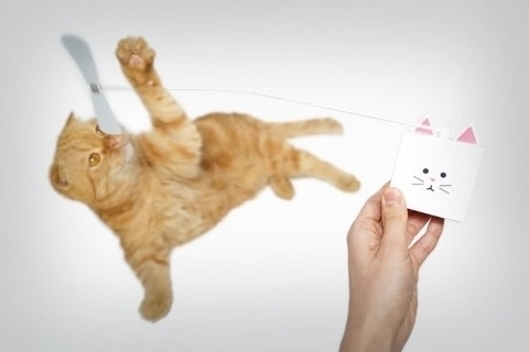 キャッチキャッツ