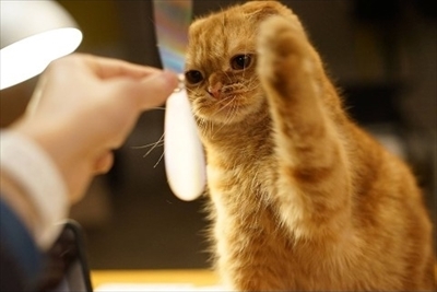 キャッチキャッツ