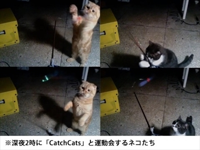 キャッチキャッツ