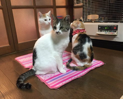 終点ですよと起こされる猫