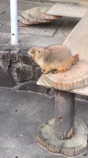 くしゃみに驚くプレーリードッグ